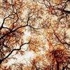 Photograph of Hiba 