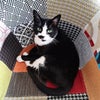 Photo 3: Boss of the House - Hello Kitty 