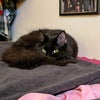Photo 7: Flat cat