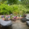 Photo 8: garden in full bloom