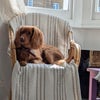 Photo 9: Gemma's dog, Nemo