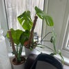 Photo 4: My plants 