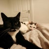 Photo 7: Spot & Socks