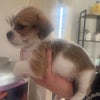 Photo 9: Jimmy the new pup! 