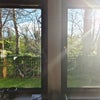 Photo 4: Living room woodland view