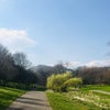 Photo 9: Figgate park