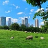 Photo 11: Mudchute Park and Farm