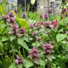 Photo 8: Garden