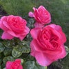 Photo 8: Garden 