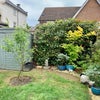 Photo 6: Back garden
