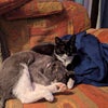 Photo 7: The cats