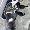 Photo 8: 2 of my 3 cats eating with their foster friends.
