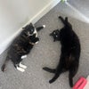 Photo 3: Mushu & Disco - your other roomates.