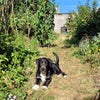 Photo 4: Garden n dog