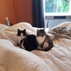 Photo 3: Roommates