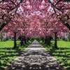 Photo 13: Battersea Park 25min walk from the house