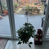 Photo 2: Garden