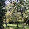 Photo 7: Garden