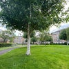 Photo 9: The communal garden