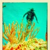 Photograph of Chimdi