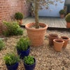 Photo 8: Garden 