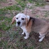 Photo 5: My Lovely (old) Dog