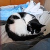 Photo 3: My cat Samson