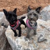 Photo 9: My dogs 