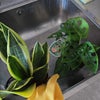 Photo 7: My new plants to decorate my space