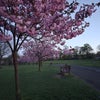 Photo 6: Pretty scenes from Queens Park walk
