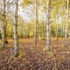 Photo 3: Private woodland