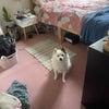 Photo 4: You aren’t required to allow the dog in your room! 
