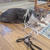 Photo 9: My cat Shakal