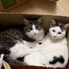 Photo 9: Cats