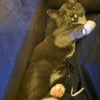 Photo 9: Atlas the Cat