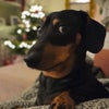 Photo 9: Your new roommate.