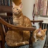 Photo 9: Two friendly Gingers in residence
