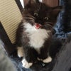 Photo 8: Kitten