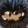 Photo 9: Kitten