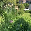 Photo 4: garden