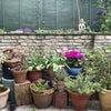 Photo 9: patio