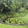 Photo 9: Lilly pond in the garden