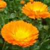 Photograph of Sweety
