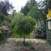 Photo 8: Garden 