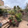 Photo 6: Back garden