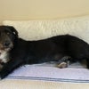 Photo 9: Dog