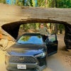 Photo 4: Sequoia National Park, California