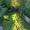 Photo 5: Shared communal garden 