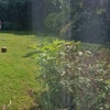 Photo 9: Common Garden