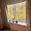 Photo 4: Park View